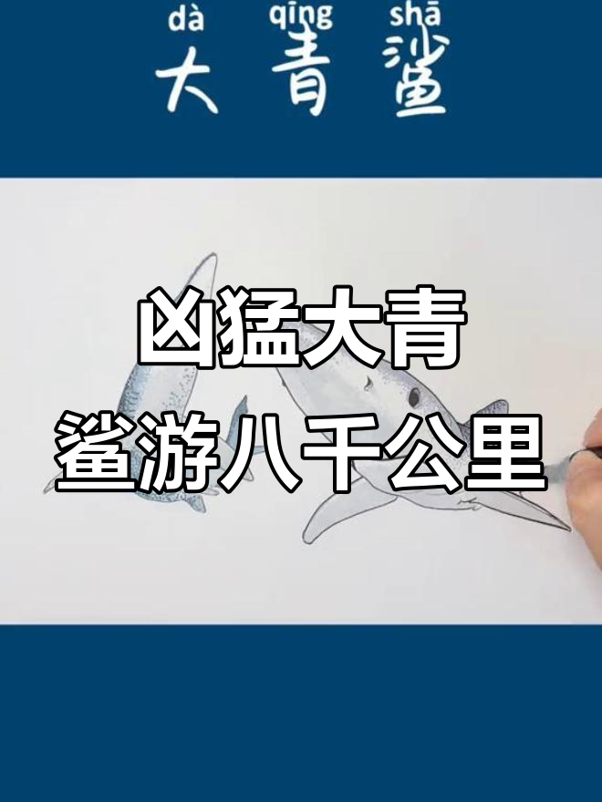 大青鲨顺洋流游8000公里,靠食物引诱捕食