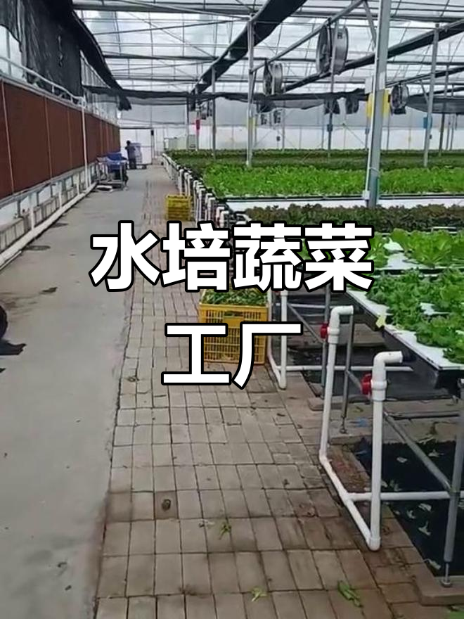 工厂化水培蔬菜,高效种植与收割