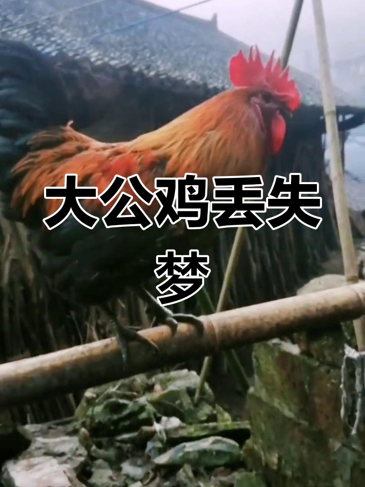 昨晚梦见大公鸡丢了