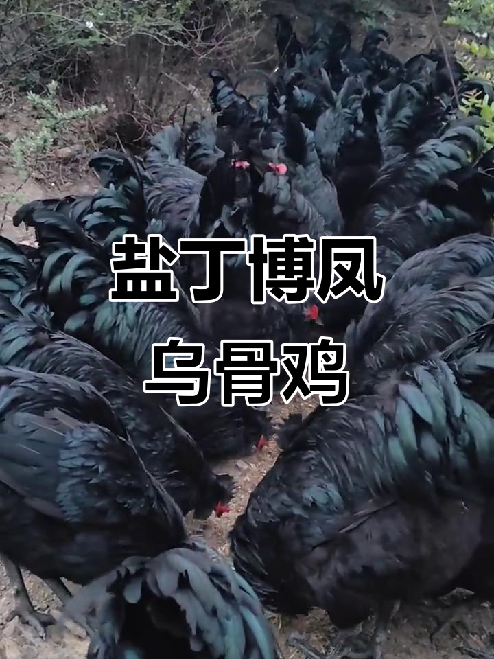盐津僰凤乌骨鸡:黑得发蓝,颜值与品质并存