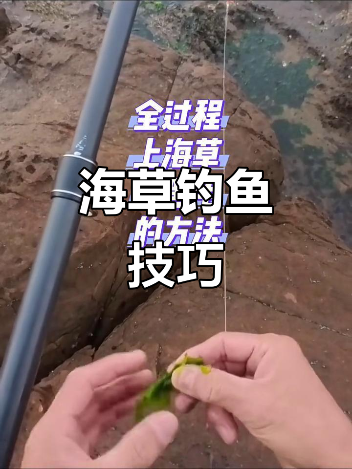 温州海草钓黑毛技巧大揭秘,如何慢慢拉鱼