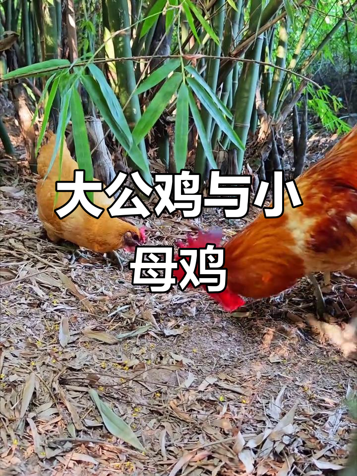 公鸡带母鸡觅食,乡村原生态散养土鸡的温馨画面