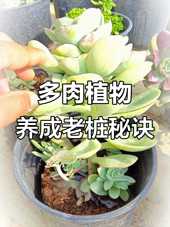 如何让多肉植物长成老桩?教你轻松报群技巧