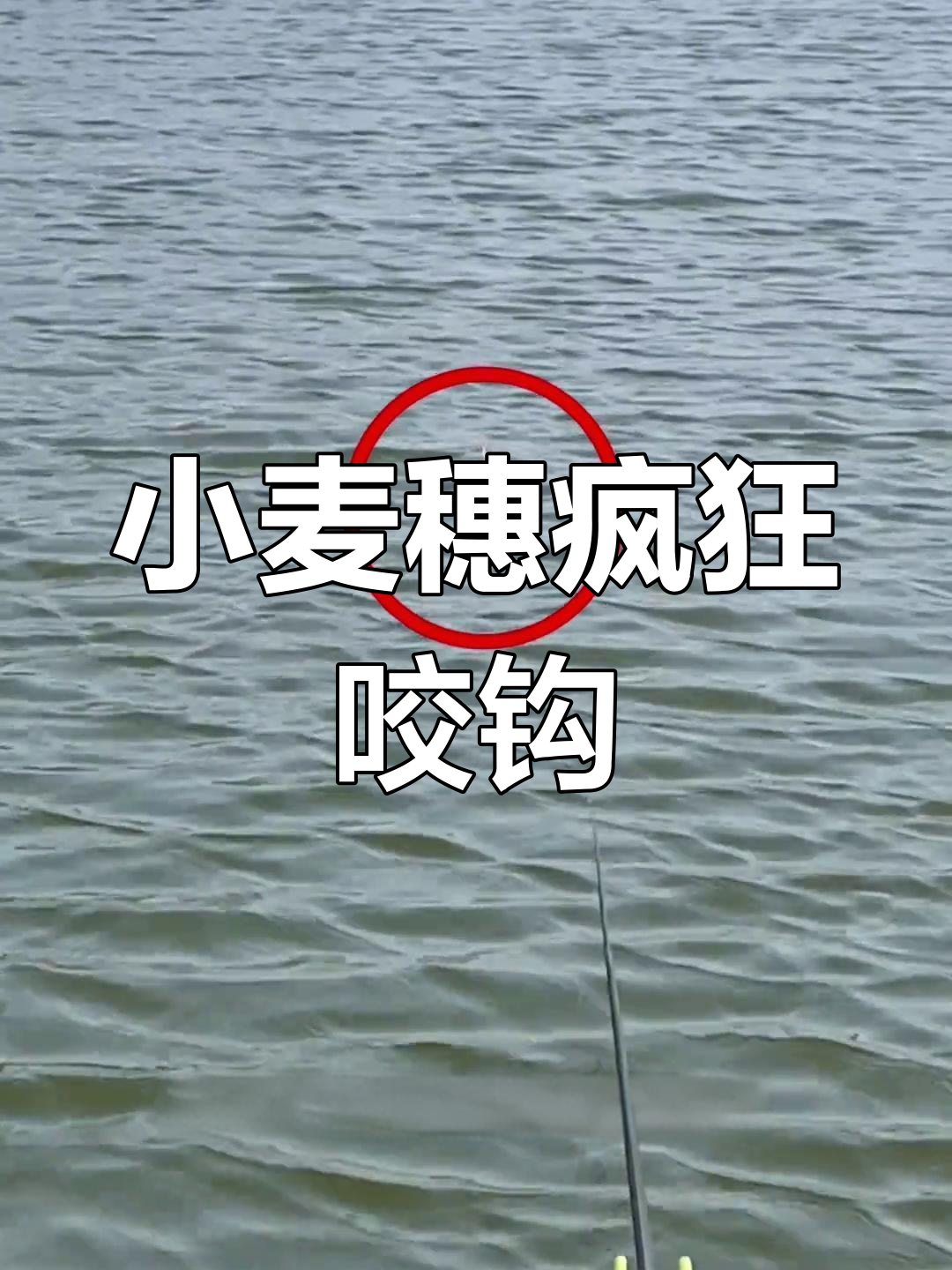 庄河范家水库钓鱼体验,小麦穗闹腾不停