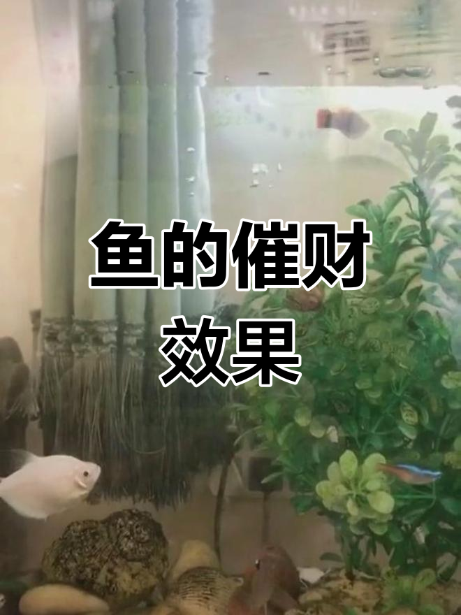 养鱼的好处与风水作用