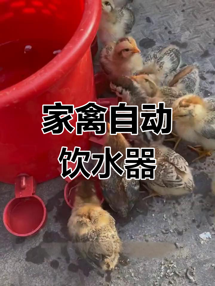 农村家禽自动饮水器制作简单,轻松养殖