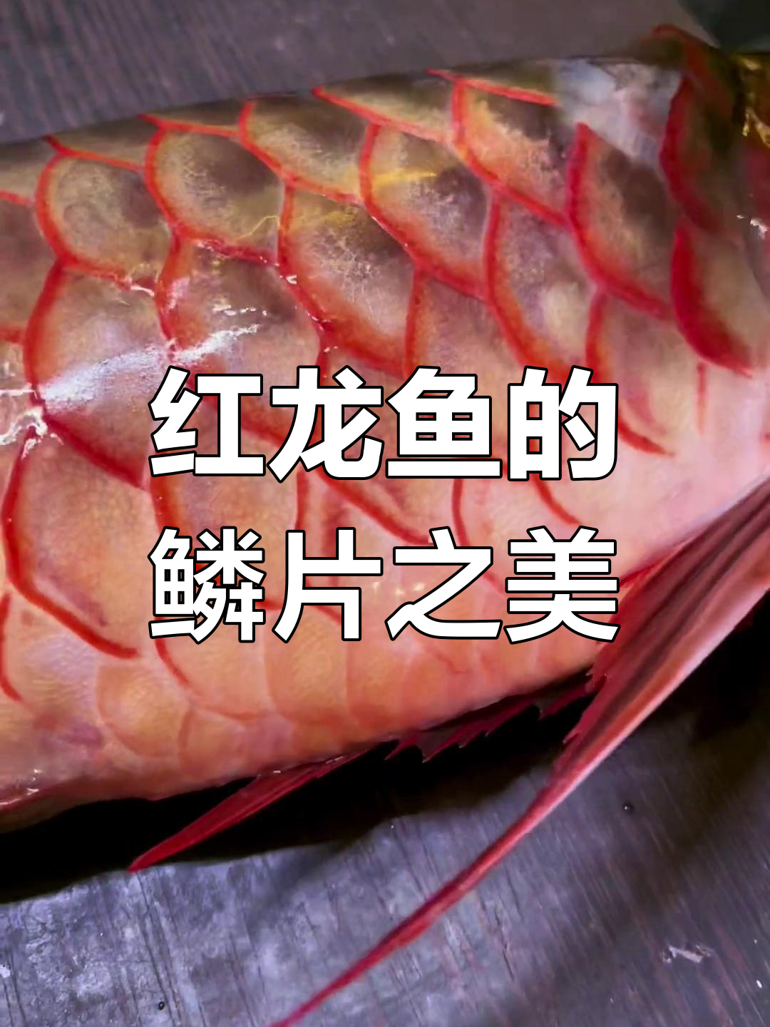 印尼红龙鱼养护全纪录