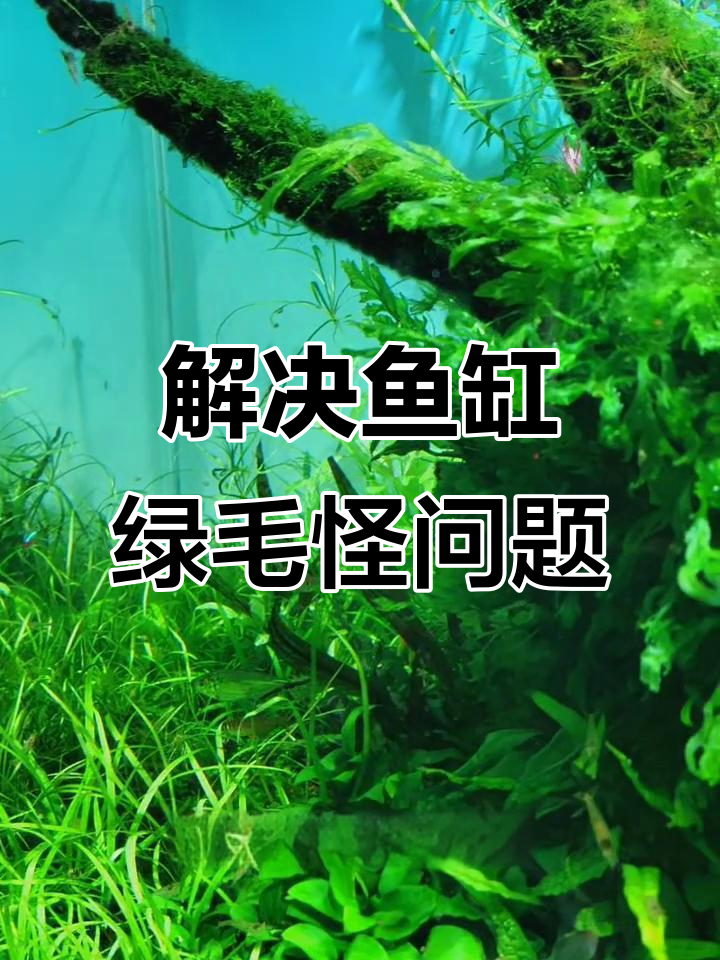 鱼缸绿藻爆发？教你彻底清除小侵略者