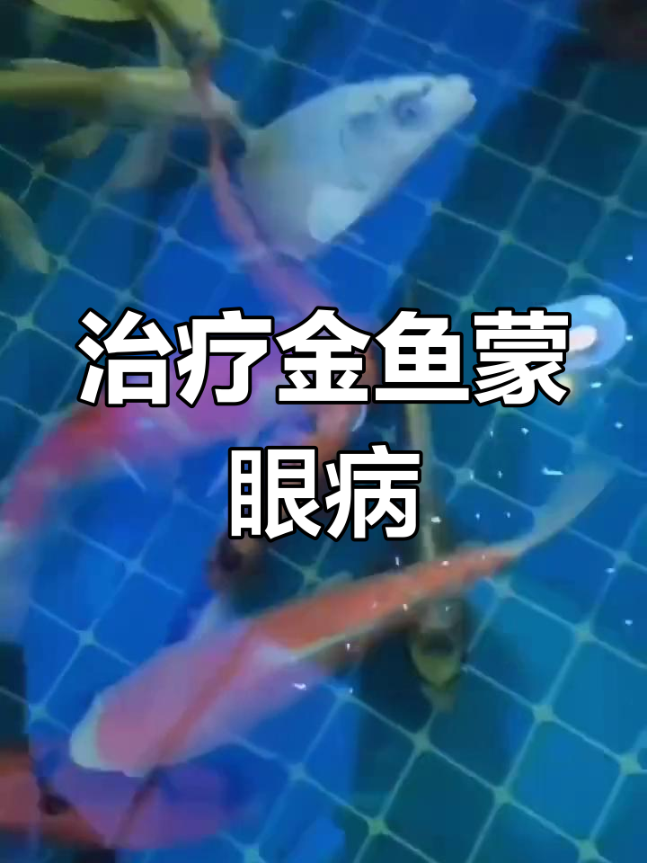 鱼眼蒙病,水质问题引发白膜
