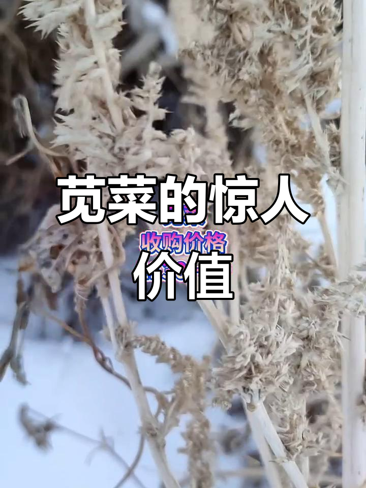 苋菜根籽新用途,竟能药用!