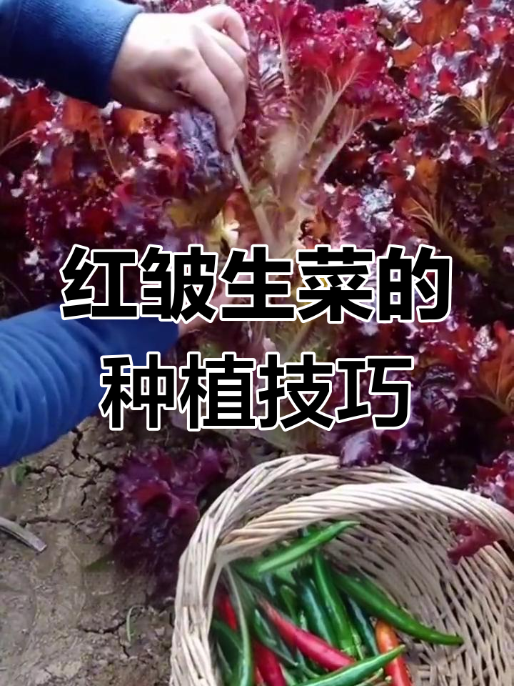 红色生菜也能种,阳台必备