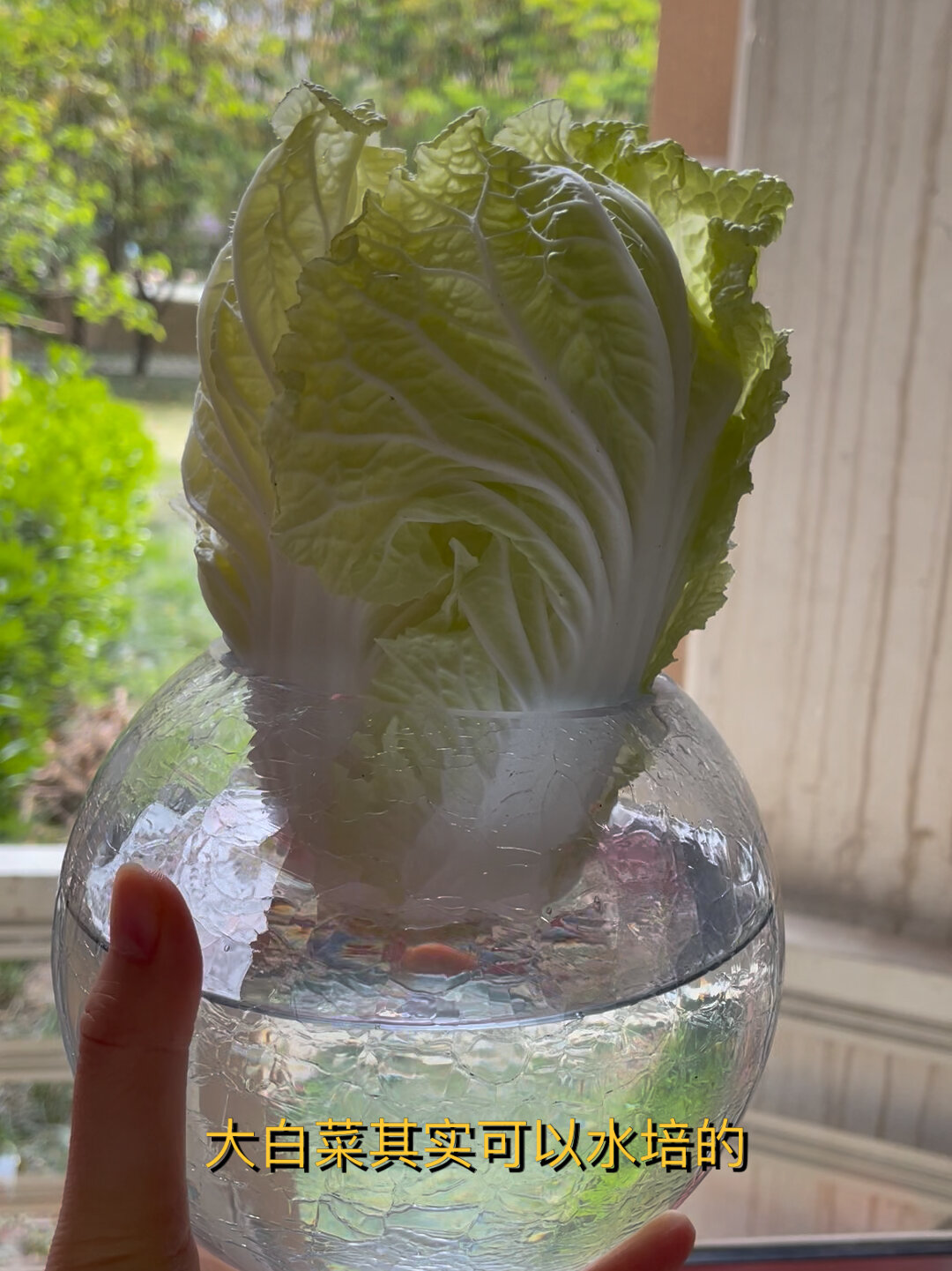 我拯救了发黄的大白菜