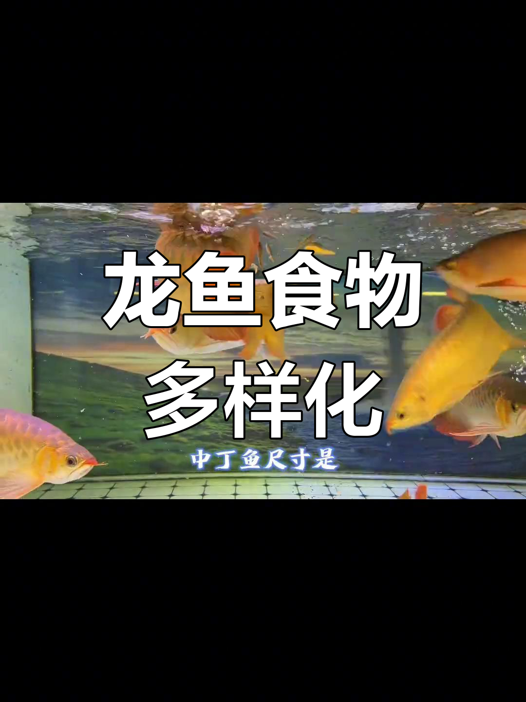中丁鱼助力龙鱼鳞片提亮