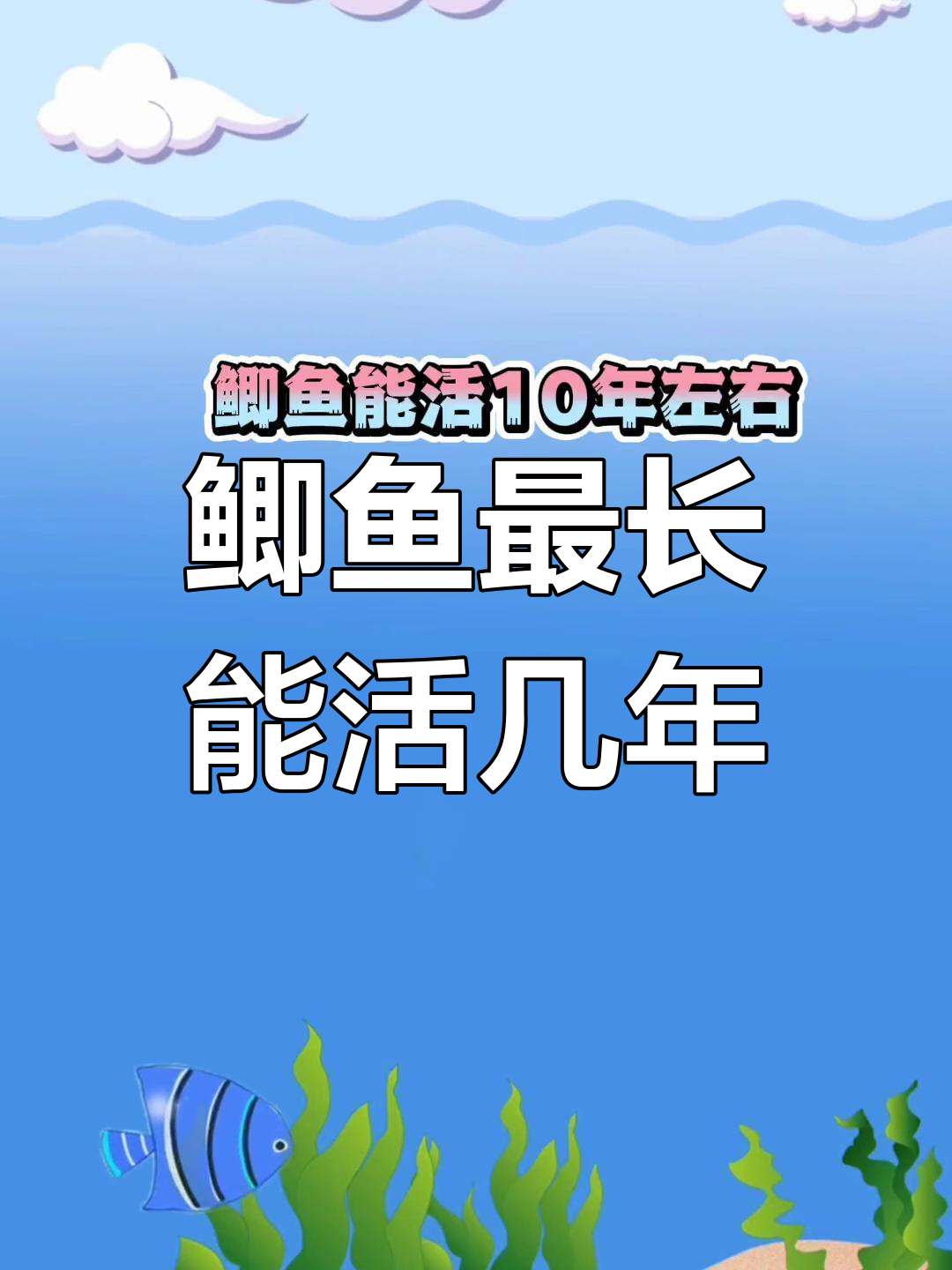 鲫鱼能活多久?了解野生与普通鲫鱼的寿命差异