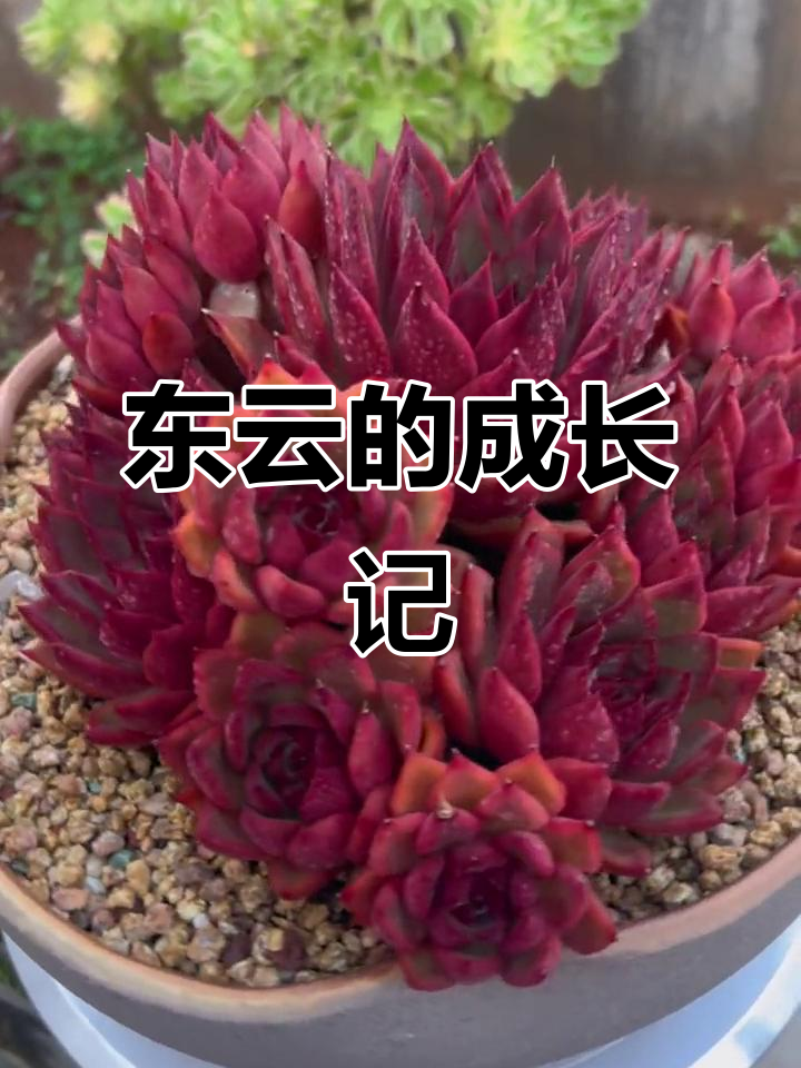 2019年入手的野马东云,不断繁衍,精心养护至今