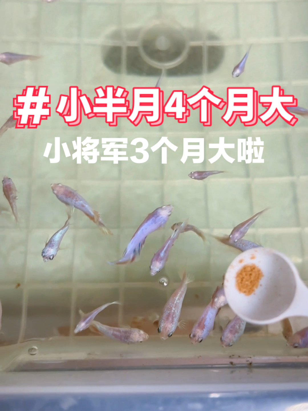 泰国斗鱼繁殖:小半月4个月大,小将军3个月大