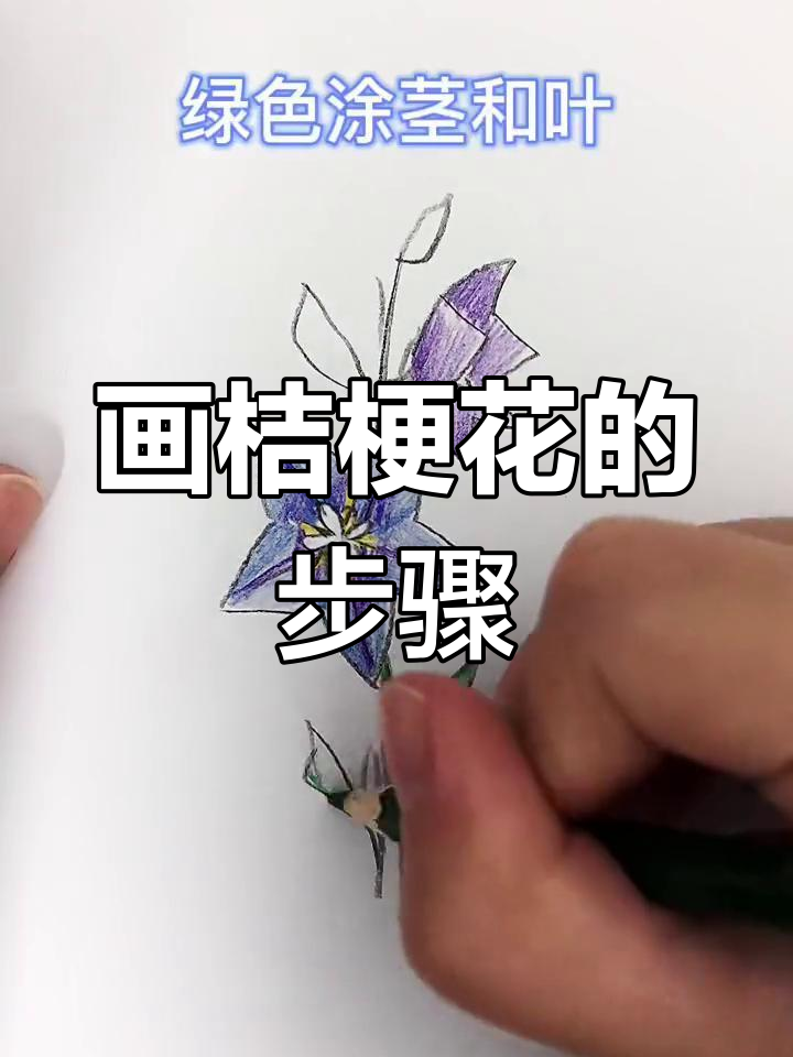 花园中的桔梗花简笔画教程