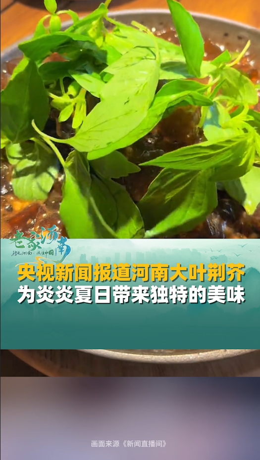 央视新闻报道河南大叶荆芥，为炎炎夏日带来独特的清凉美味