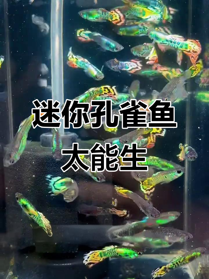 小型孔雀鱼花老虎,打灯效果惊艳!