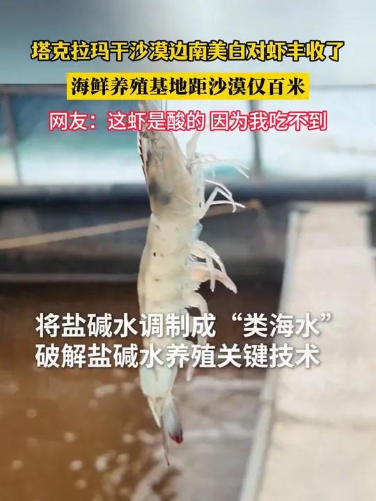 9月8日,新疆。塔克拉玛干沙漠边南美白对虾丰收了,海鲜养殖基地距沙漠仅百米!网友:这虾是酸