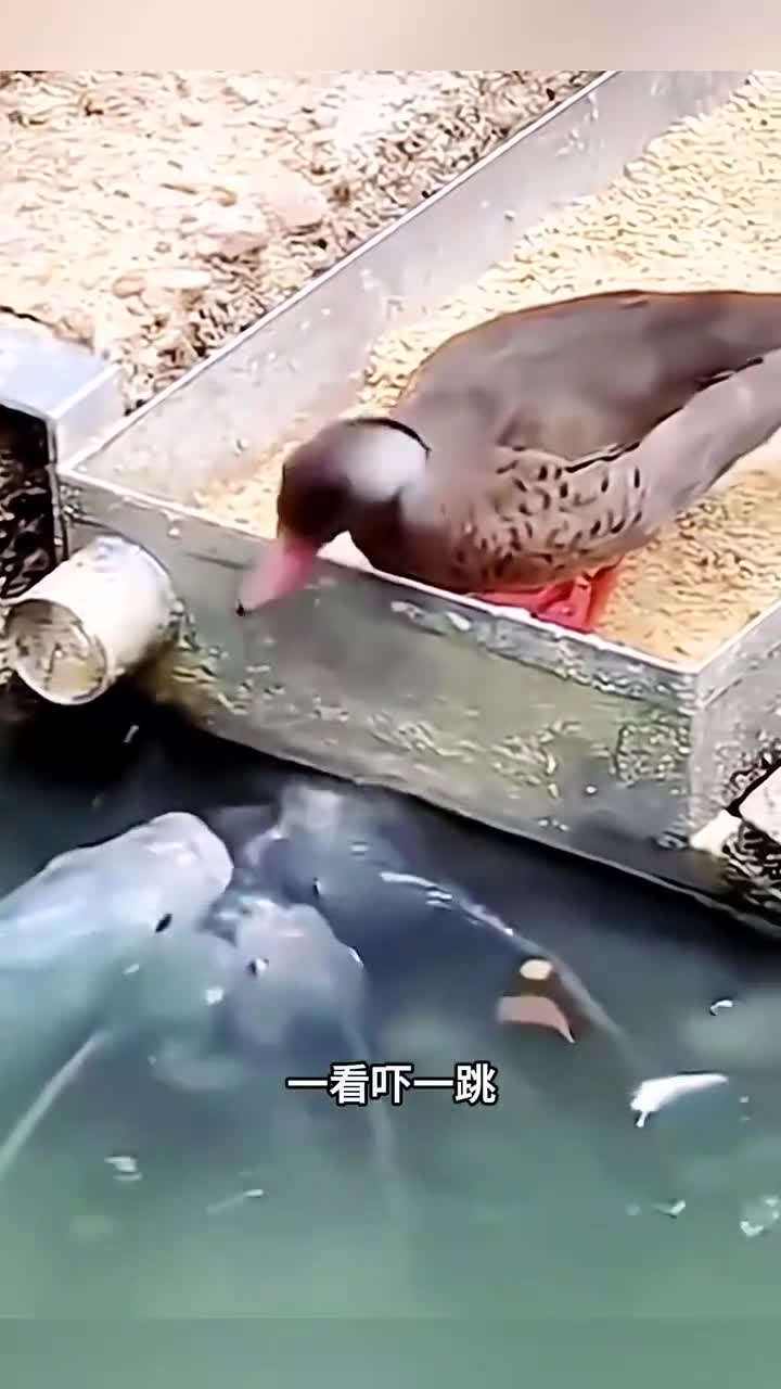 有爱的鸭子,一起和平相处