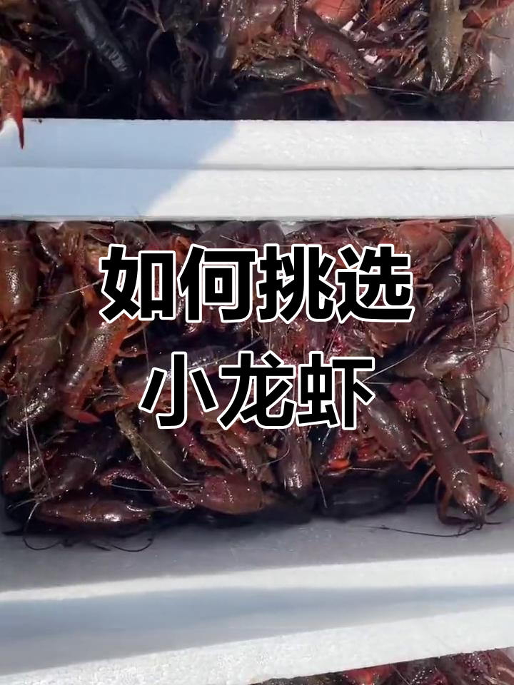 小龙虾大小全解析,轻松辨别不同规格