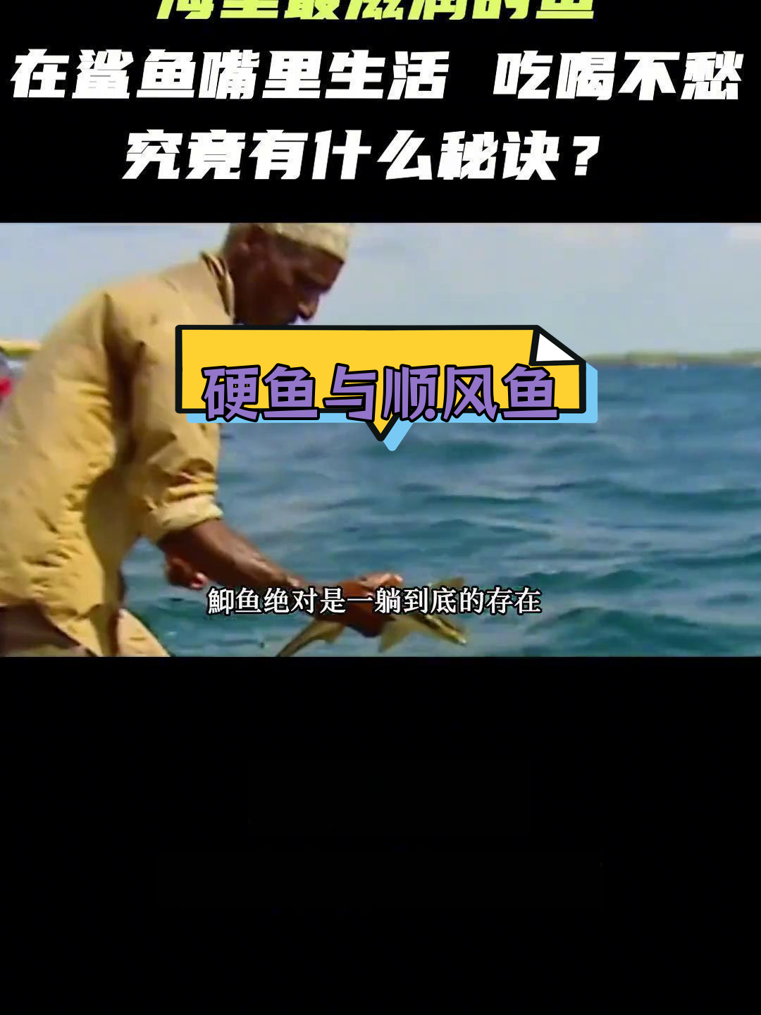 鮣鱼与鲨鱼的共生关系:从嘴边抢食到钓鱼工具