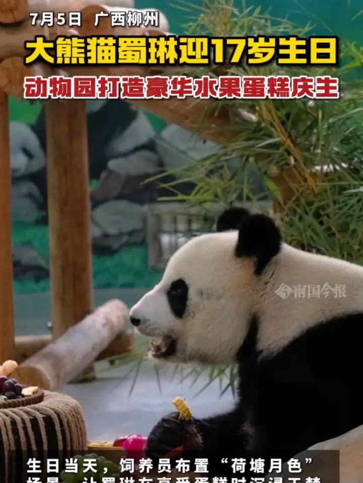 大熊猫蜀琳迎17岁生日,动物园打造豪华水果蛋糕庆生