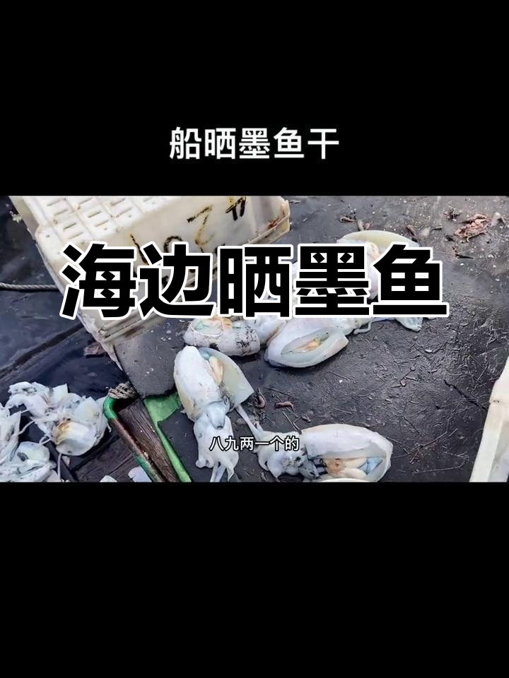 渔民海上晒墨鱼干,体验日常捕捞生活