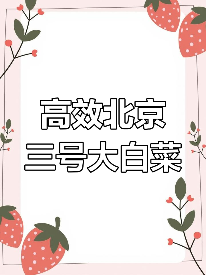 北京新三号白菜,高产抗病又好吃,70天生育期轻松种植