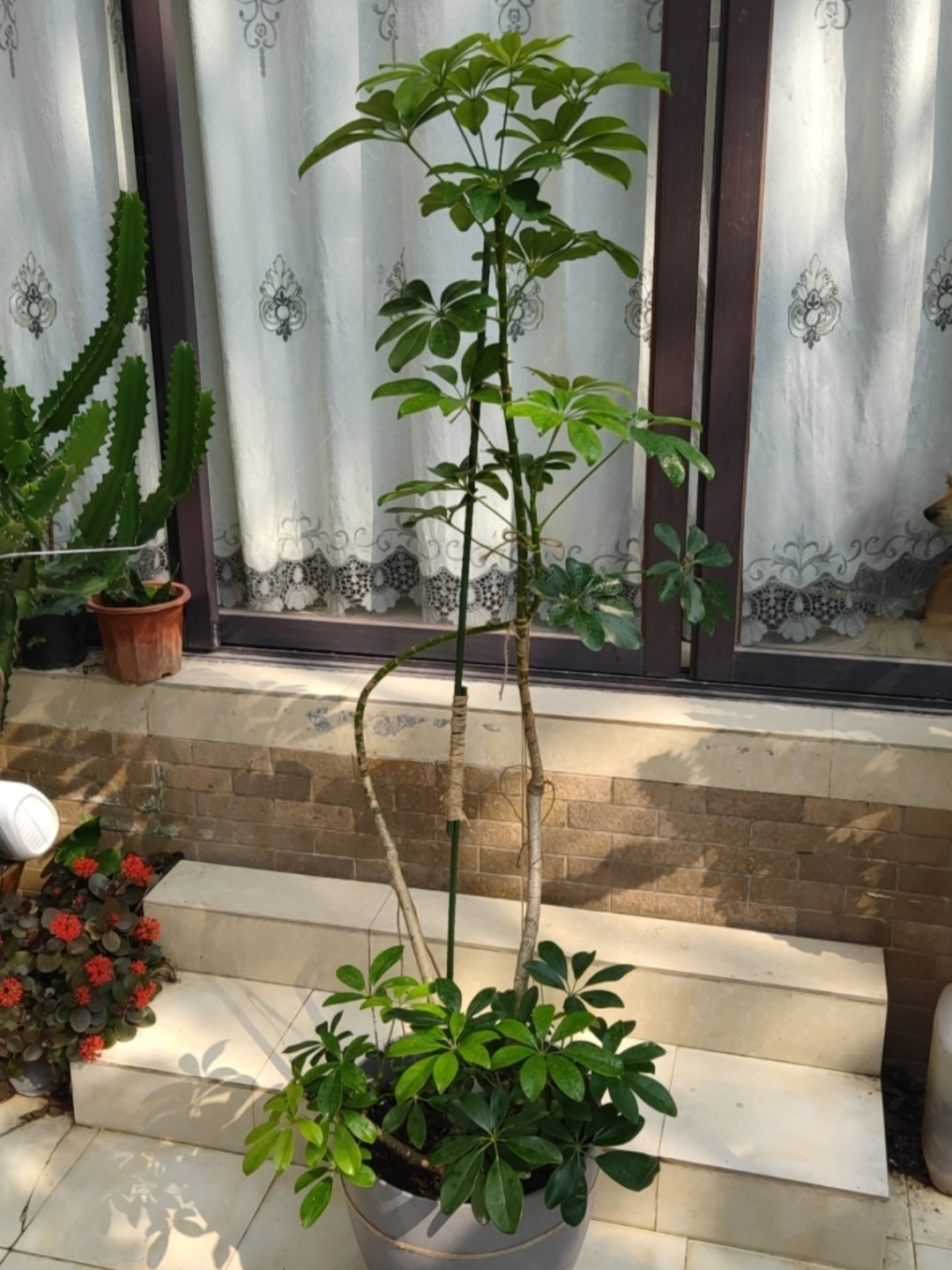 给鸭脚木做个造型