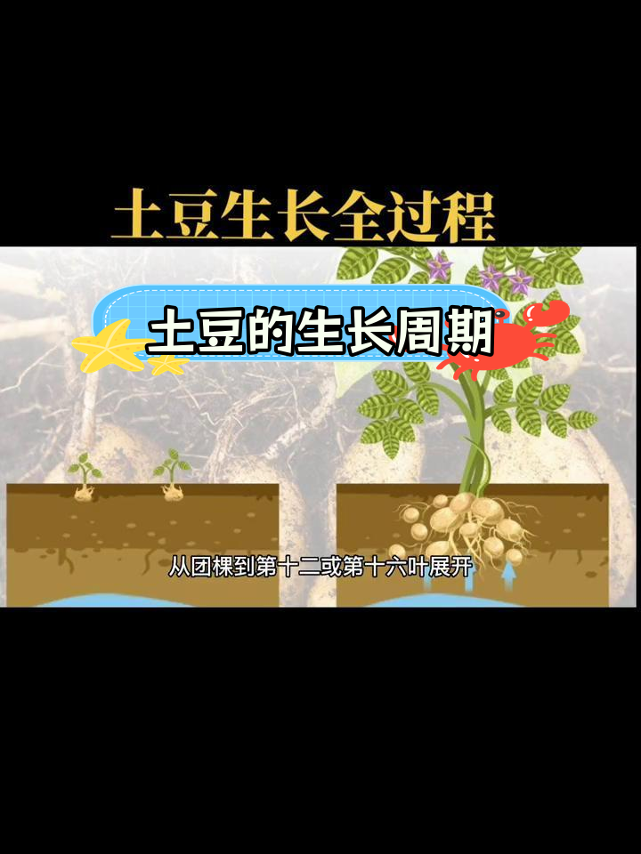 土豆生长全过程解析
