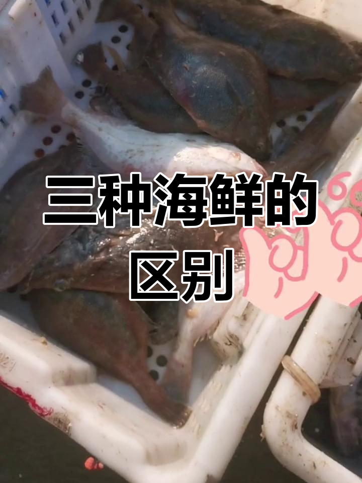 偏口鱼、小鸦片鱼和石浆鱼的差异解析