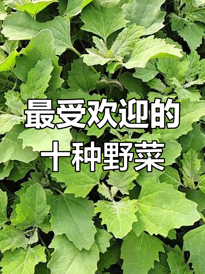 十大必吃野菜,健康又美味