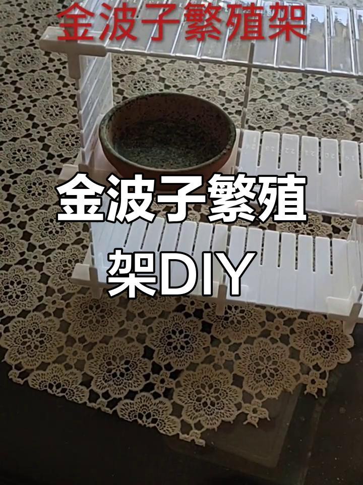 自制金波子繁殖架教程,轻松打造专属隔离板