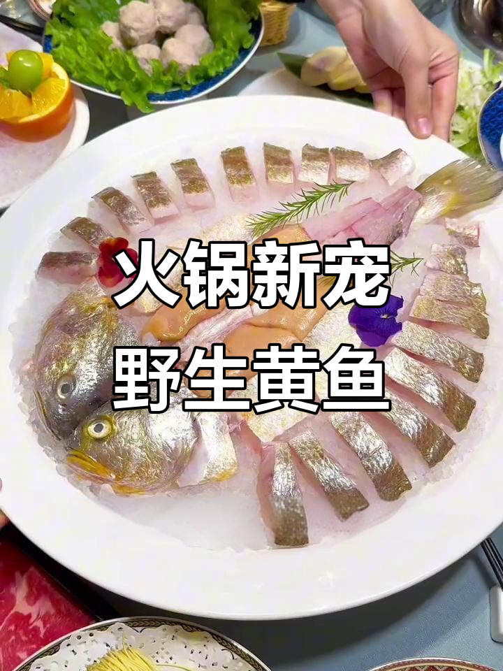 冬季火锅必吃野生大黄鱼,288元套餐超值推荐