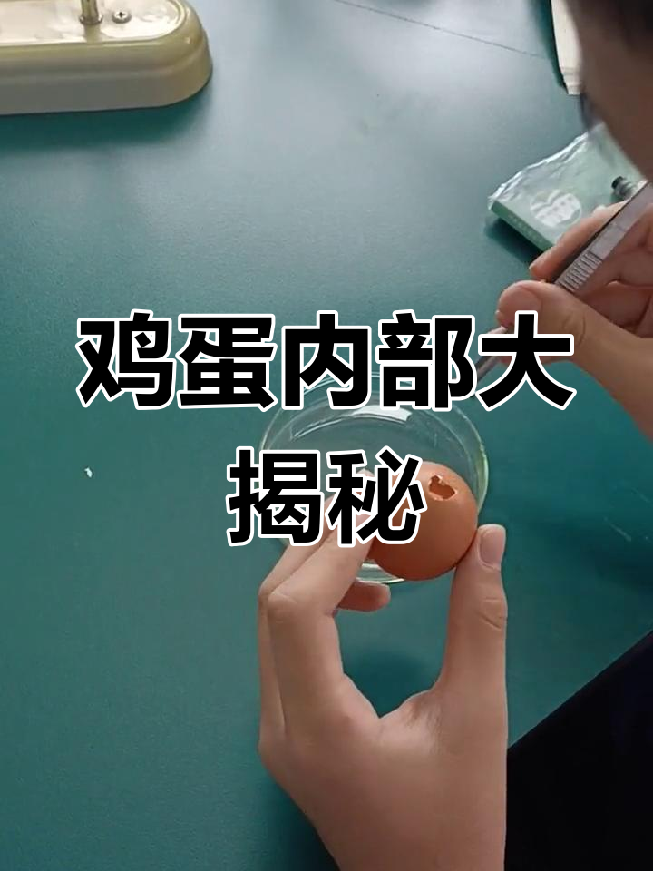 揭秘鸡蛋结构,探索生物实验的奇妙世界