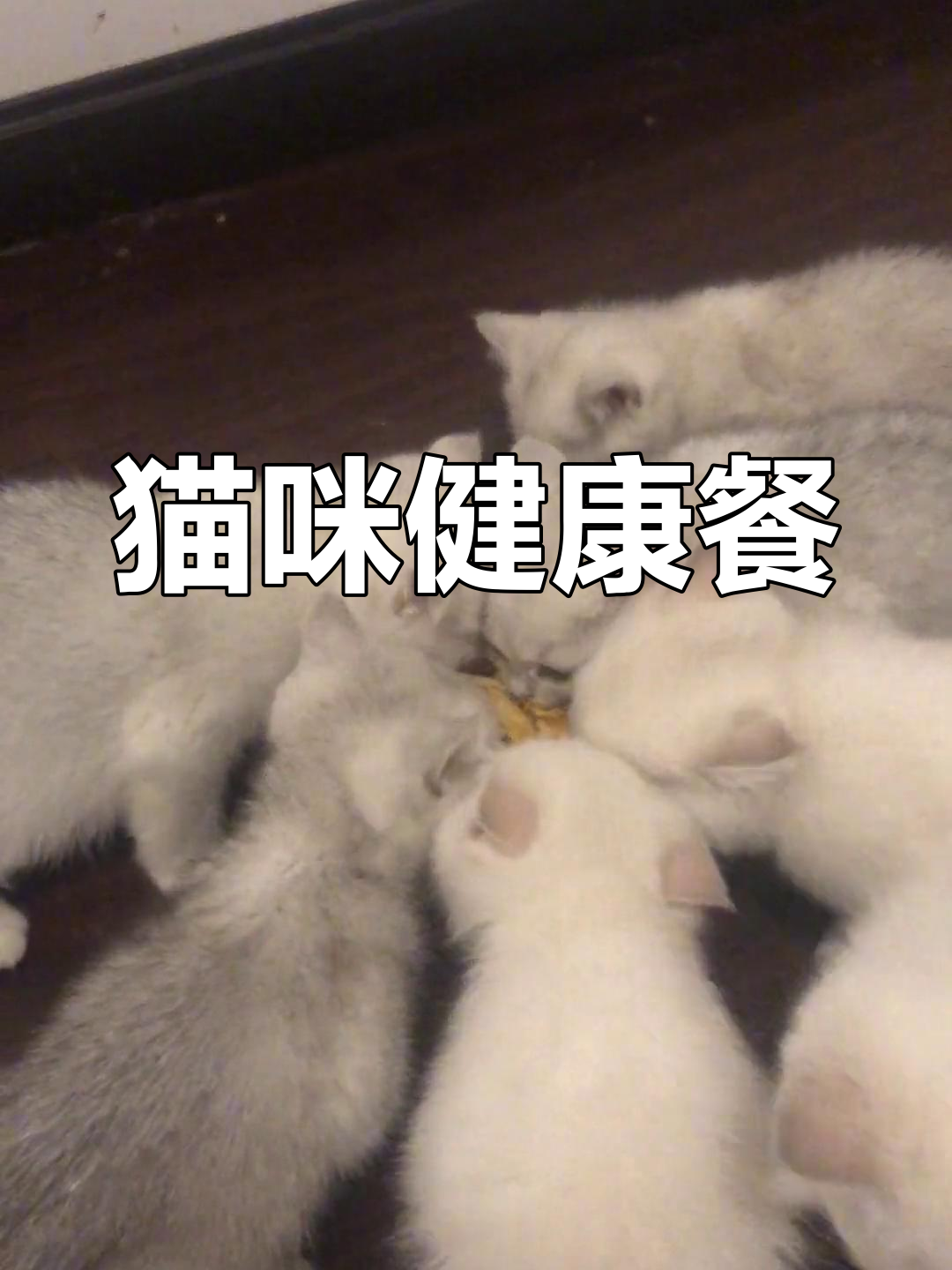 用鸡胸肉、南瓜和B族维生素,轻松做猫饭,营养又美味!