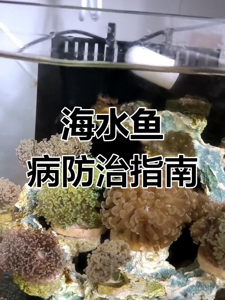 海水鱼常见寄生虫病防治技巧,轻松应对白点虫和肠炎
