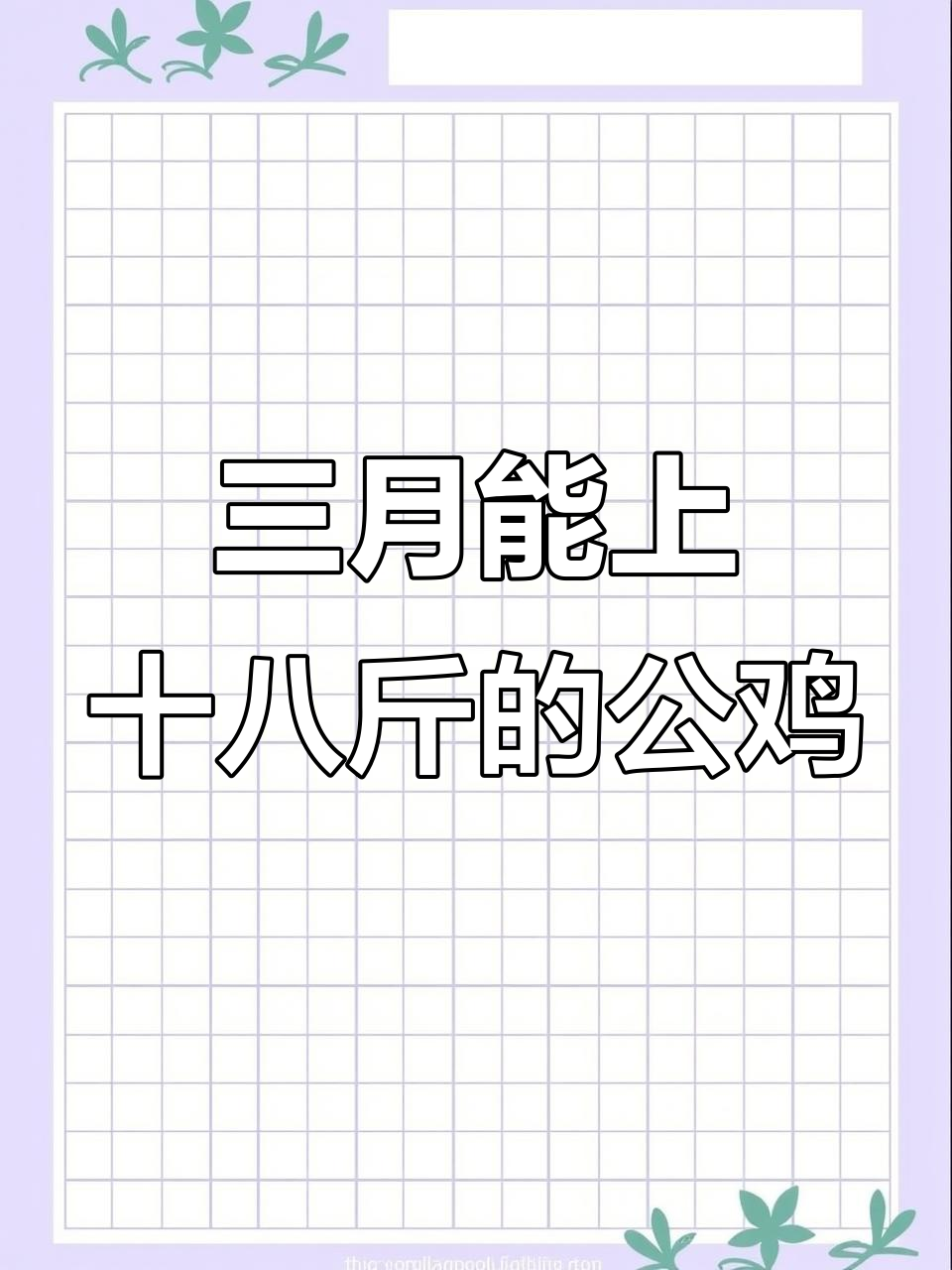 红玉380大红公鸡,三个月长到18斤,双黄蛋高产斗鸡