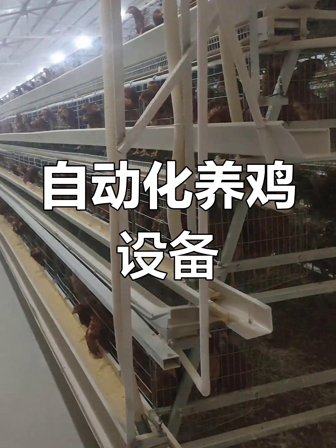 自动化蛋鸡养殖,皮带清粪、喂料与捡蛋一体