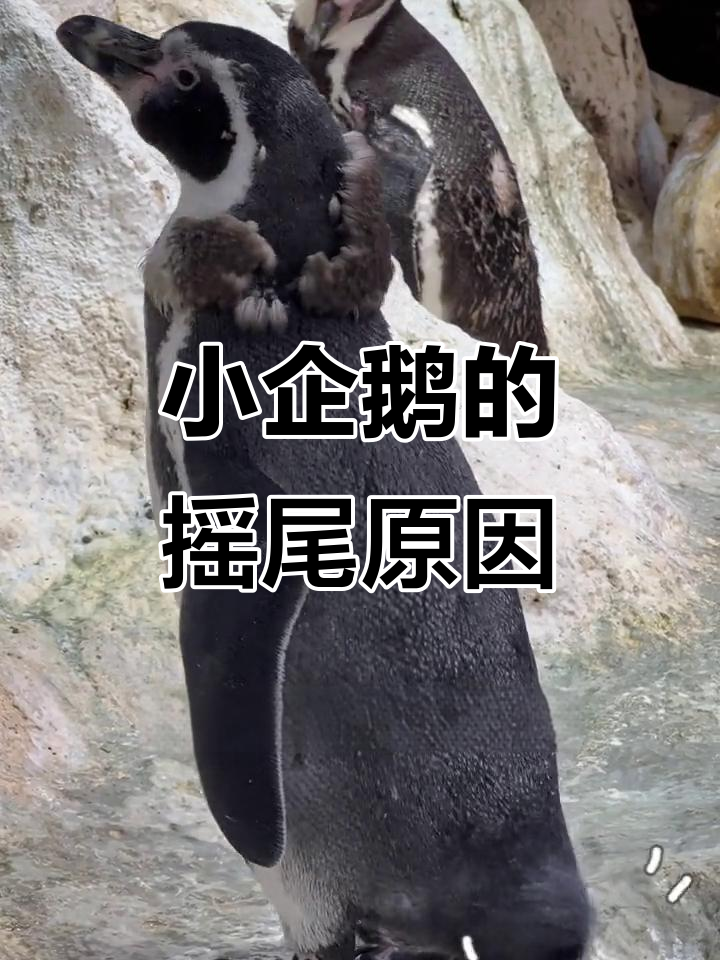 为什么企鹅走路总是摇尾巴？揭秘平衡小秘密