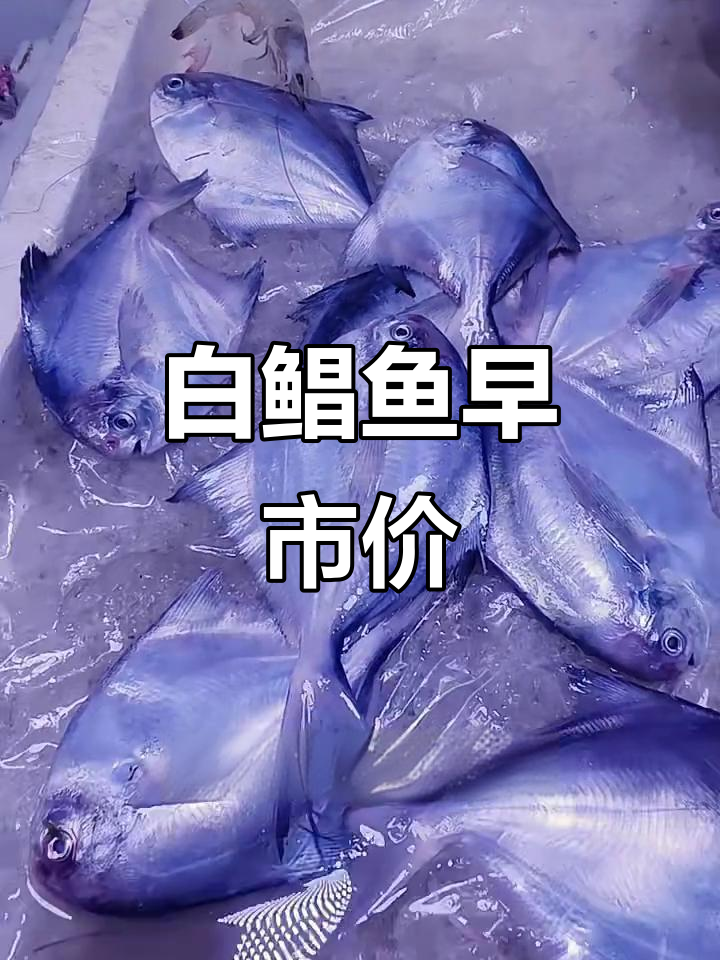 青岛早市白鲳鱼价格大揭秘，18元一斤也能买到更便宜的