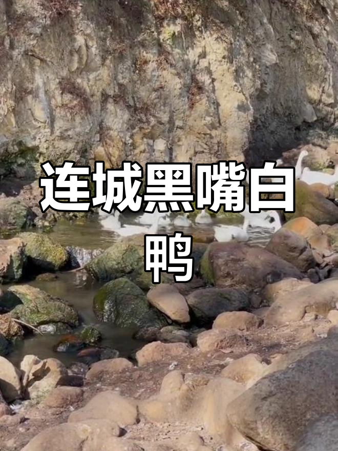 连城白鸭:黑白羽毛的独特魅力