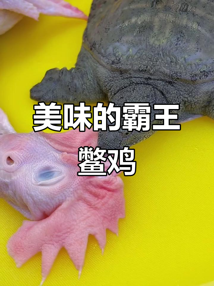 甲鱼与鸡炖煮,味道绝佳!第一次宰杀竟犯了小错误