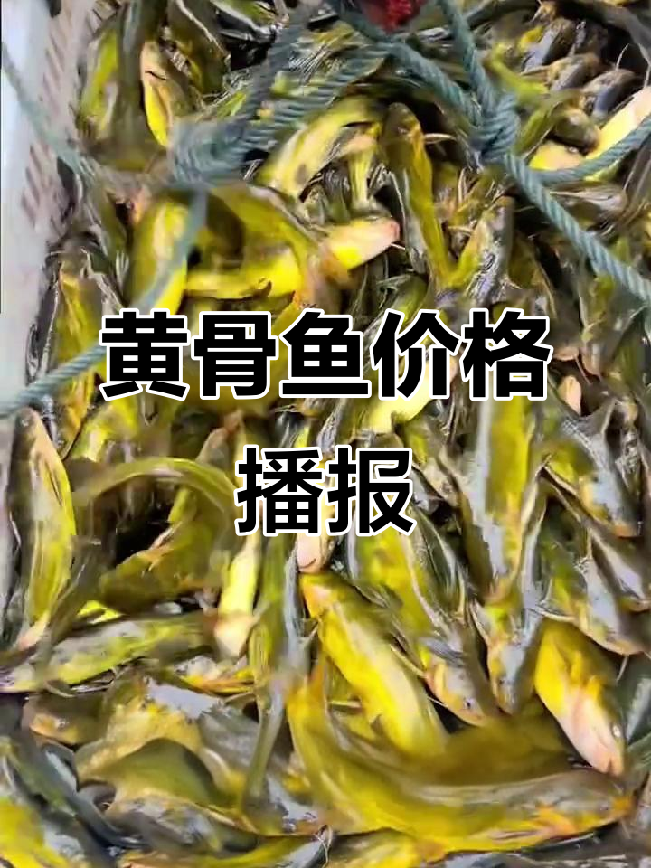 12月1日每日黄骨鱼价格更新,速进群了解最新行情!