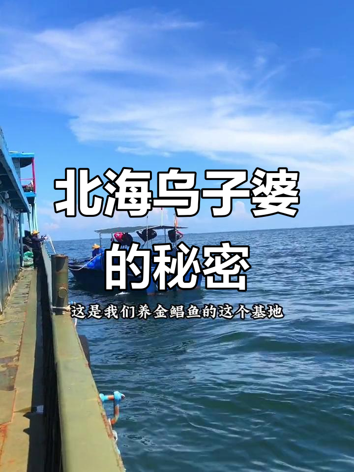 北海乌子婆,你那里叫它什么?金枪鱼养殖基地揭秘