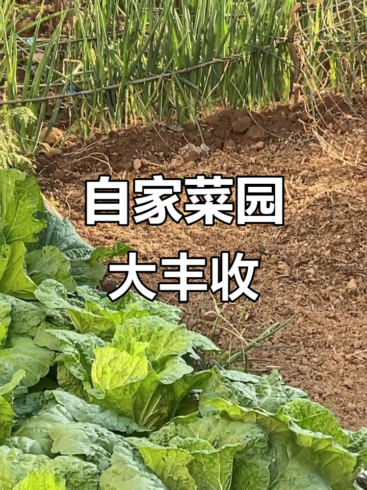 农家菜园大丰收,蔬菜长势喜人,苦瓜豆角样样有