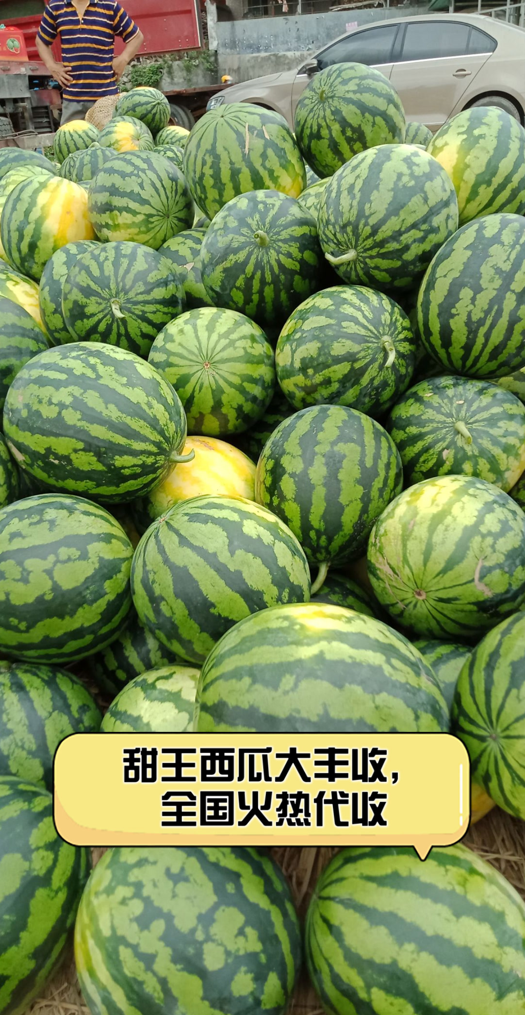甜王西瓜大丰收,全国火热代收