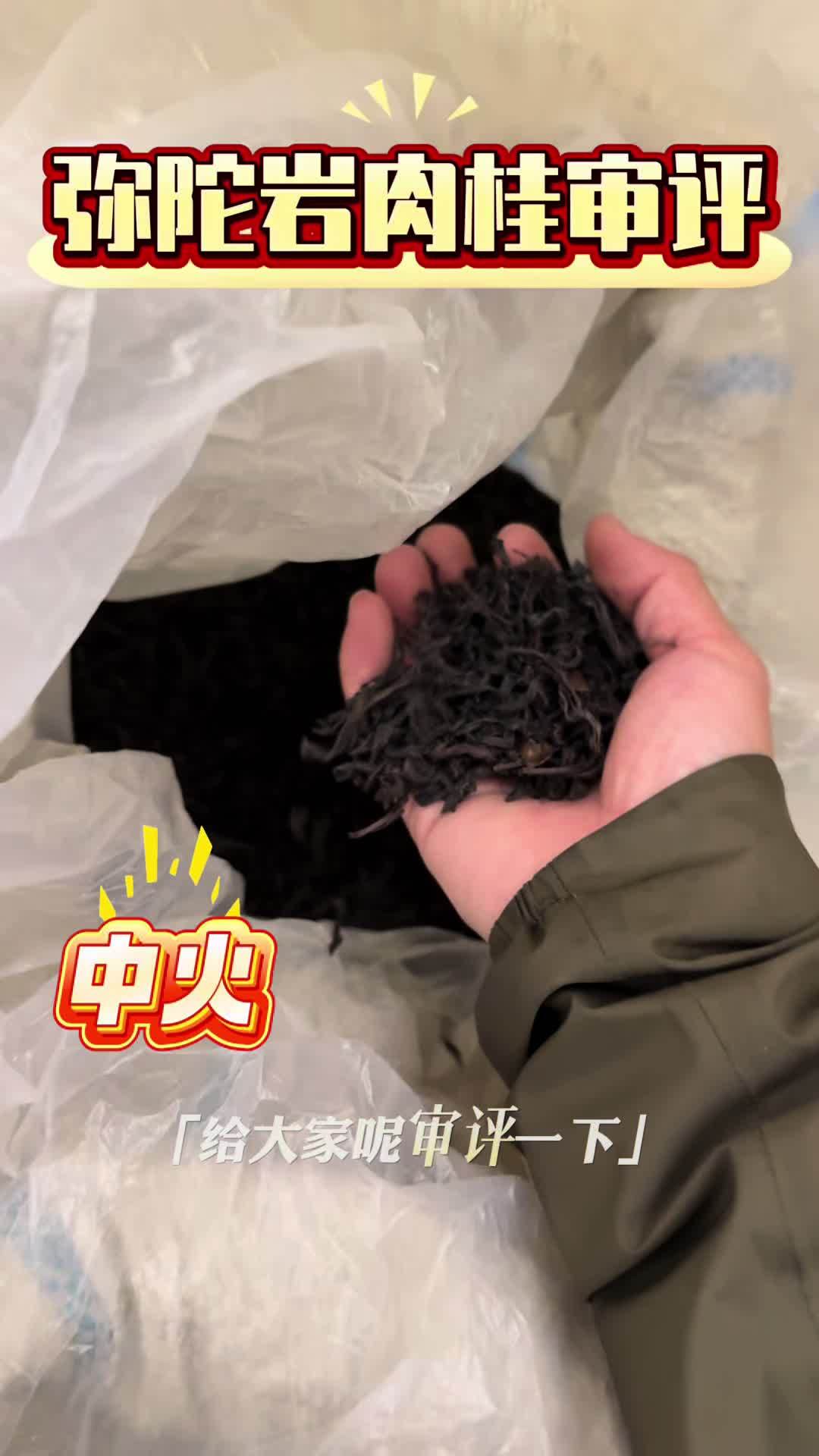 在线审评 弥陀岩肉桂 预备上新 今天你喝茶了吗